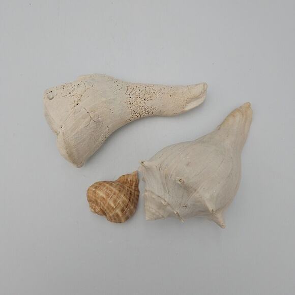 Lot Of Three Natural Sea Shells - Picture 1 of 8